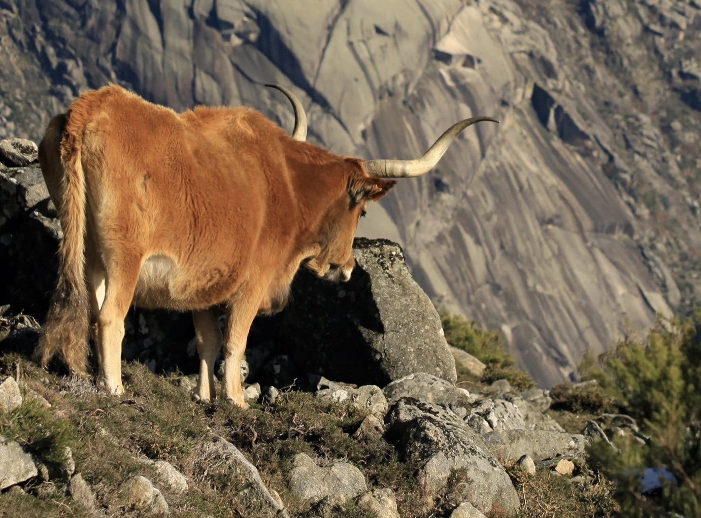 80F4FF4C-CF15-4C75-9B52-653BD1B9ED00_1_201_a Abrigos dos Pastores - Serra de Soajo!