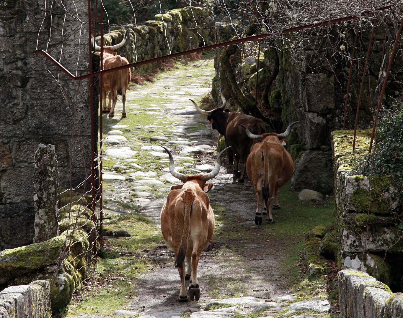 FC1F03E4-0C10-4C84-921B-C5250E8EDB32_1_201_a Garranos no Parque Nacional