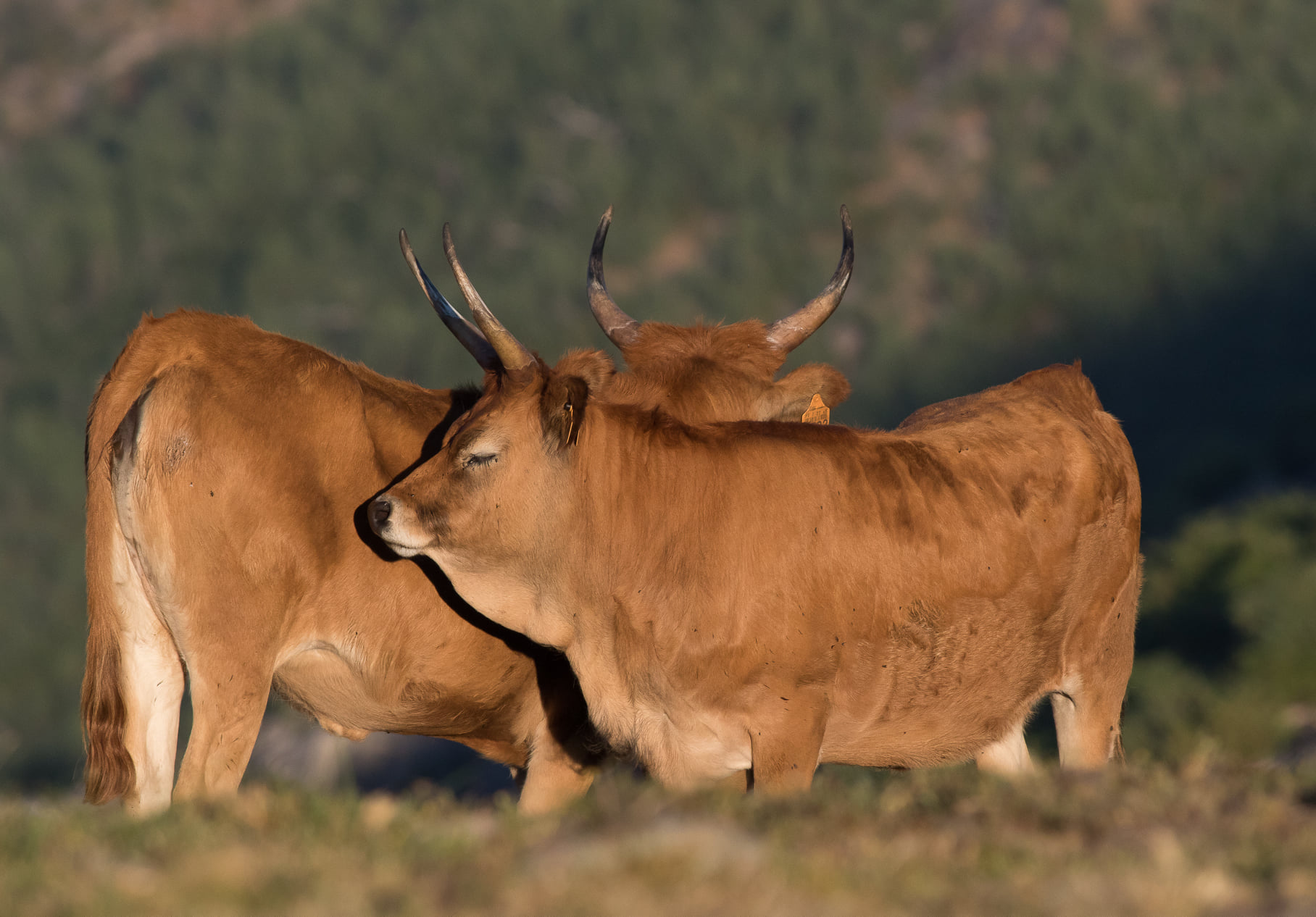 240942995_4470330366350641_6154755992277789222_n Garranos no Parque Nacional