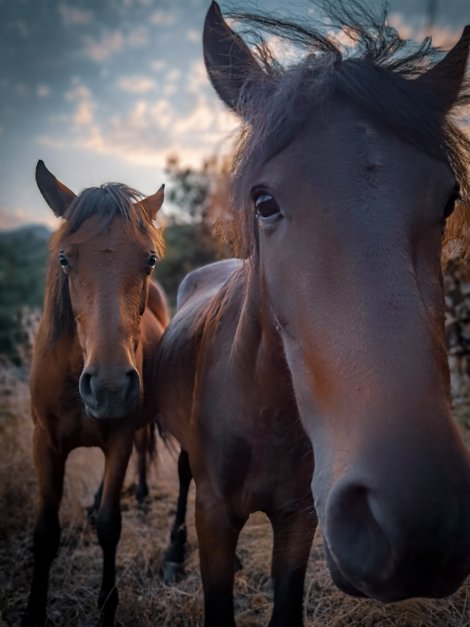 240882051_2588996234742549_6975415983951883930_n Abrigos dos Pastores - Serra de Soajo!