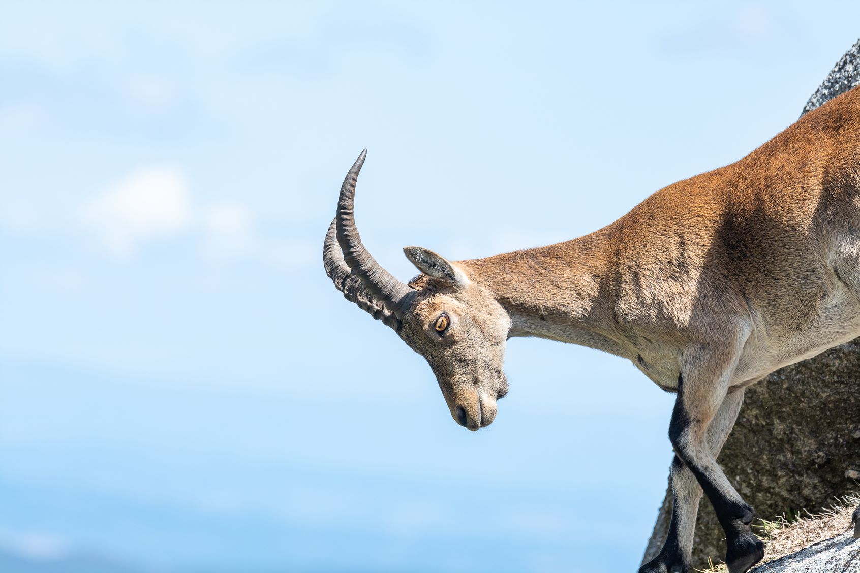 0B88FB26-D330-41A3-BC06-A93118974D9E Cabra-Montês