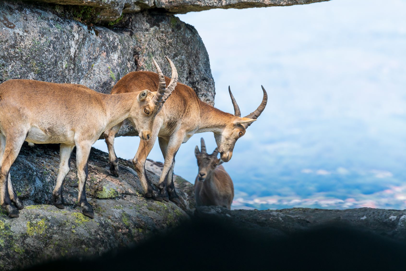 DEDD1954-B5E5-4646-A100-37AD8788C583 Cabra-Montês