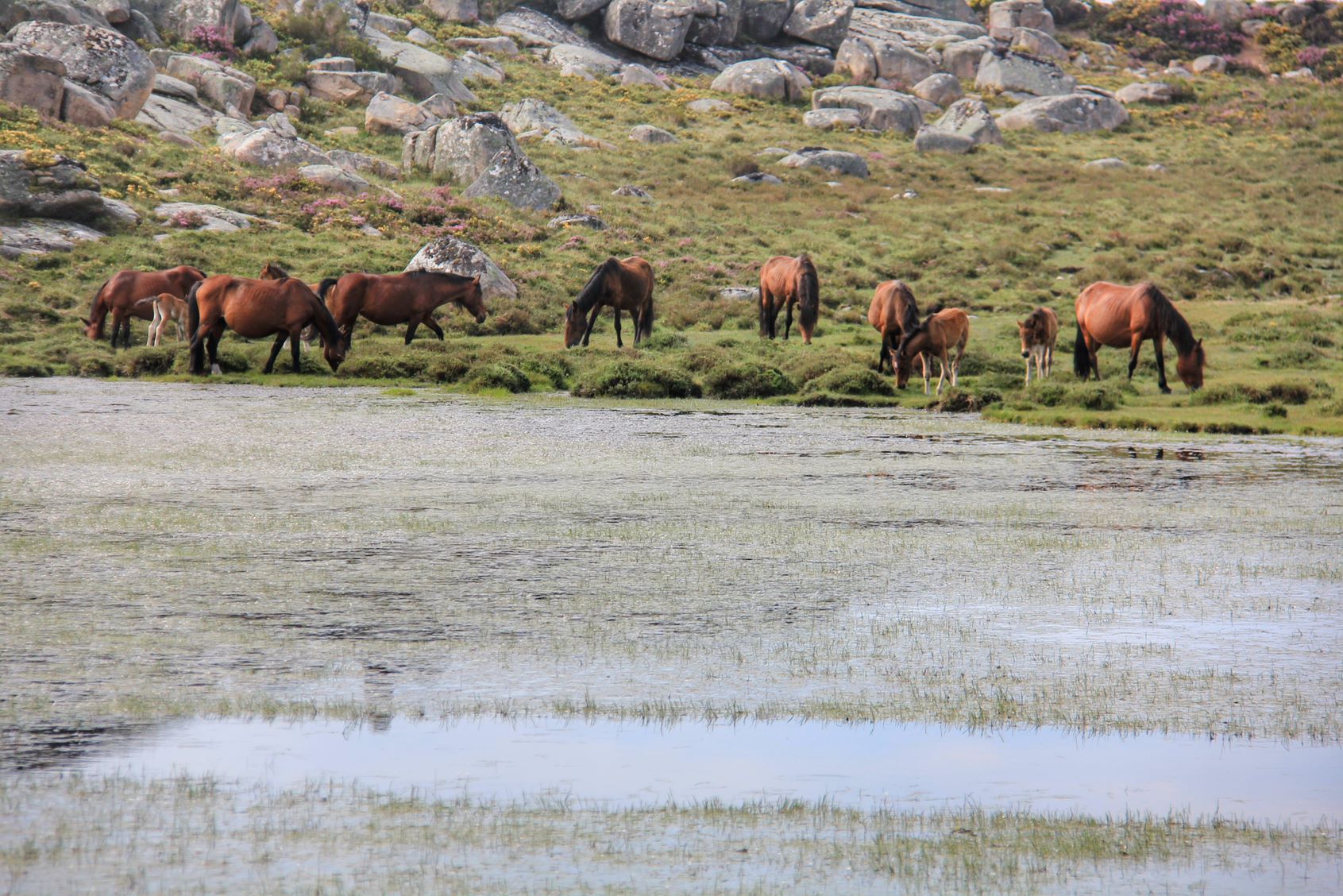IMG_2423-01-1 Abrigos dos Pastores - Serra de Soajo!