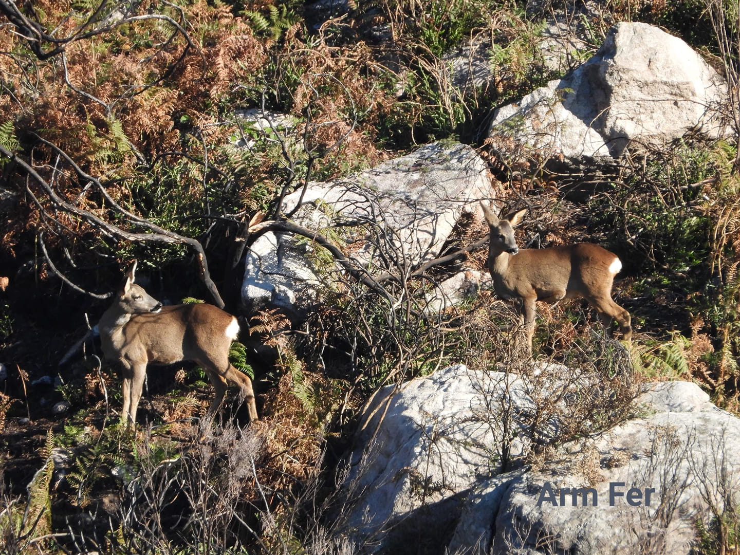 254137877_980476545841218_6621620846261627866_n Abrigos dos Pastores - Serra de Soajo!