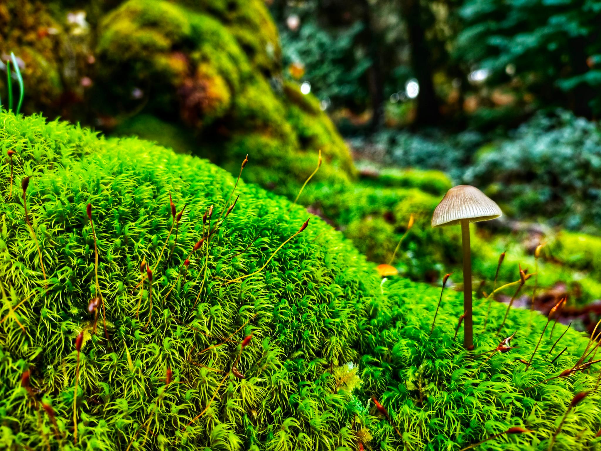 258565300_4847312131955927_3987154386187523953_n Abrigos dos Pastores - Serra de Soajo!