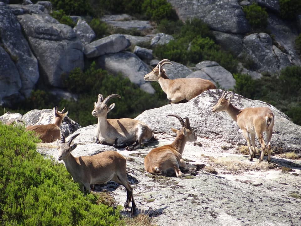 260696549_1036623120243786_743247370651030974_n Abrigos dos Pastores - Serra de Soajo!