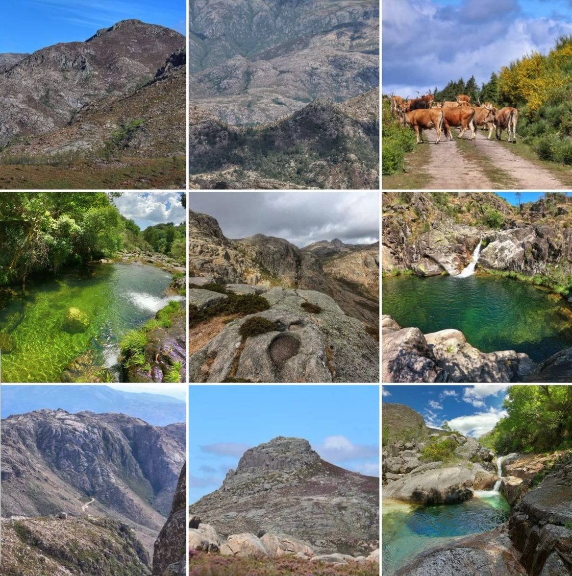 Screenshot_20211102-122550_Instagram Cabra-Montês – Capra Pyrenaica