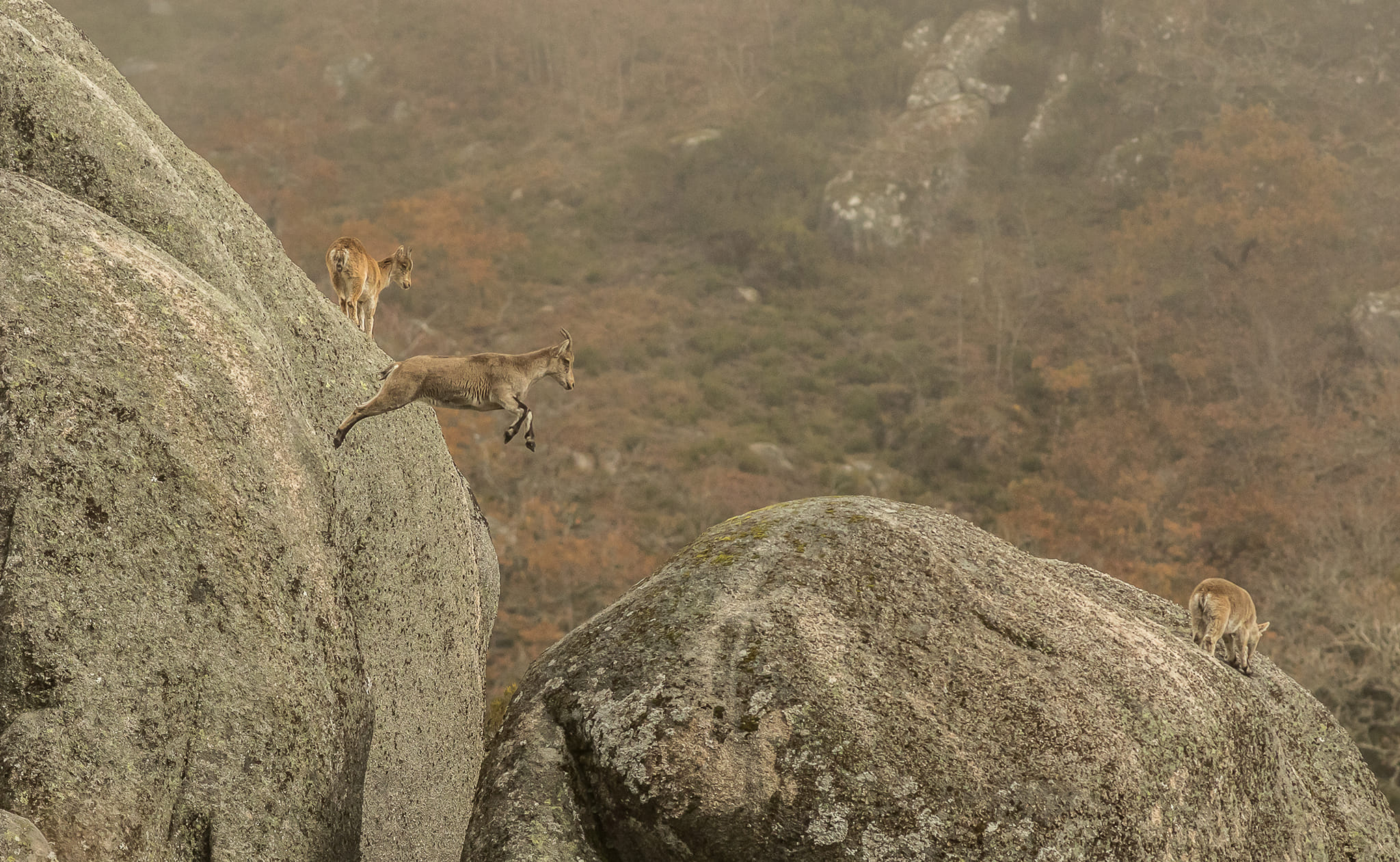 261303899_4763333787050296_9190397248276763657_n Abrigos dos Pastores - Serra de Soajo!