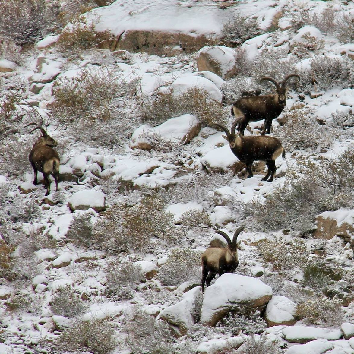 44884525_2013181052074910_4959885605593939968_n Abrigos dos Pastores - Serra de Soajo!