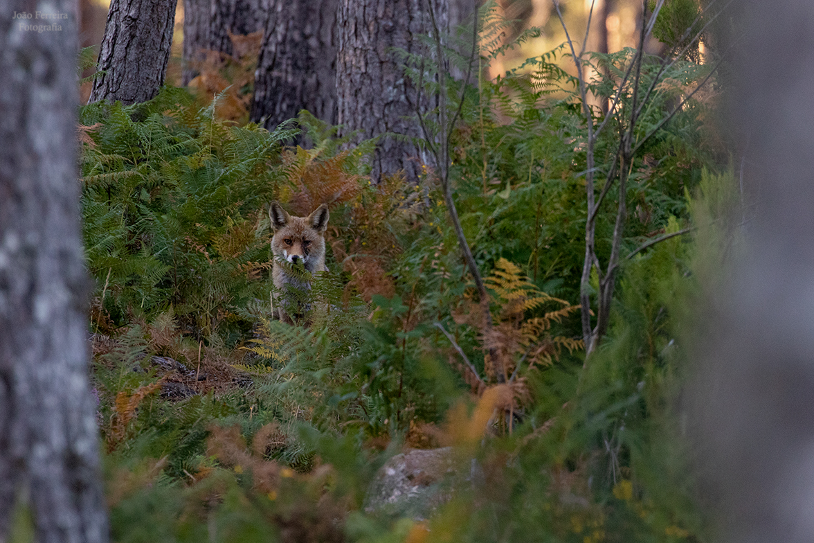 097A9536 Abrigos dos Pastores - Serra de Soajo!