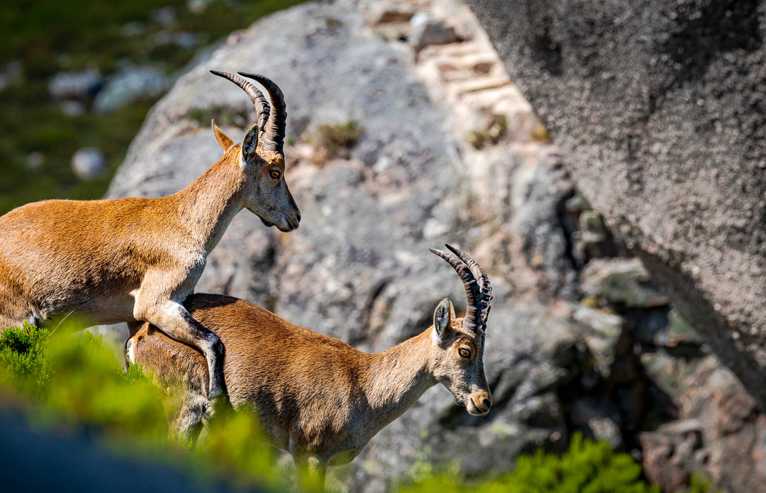 B1B1B3C3-FCAD-459B-A9DA-F1586FF402DA Cabra-Montês