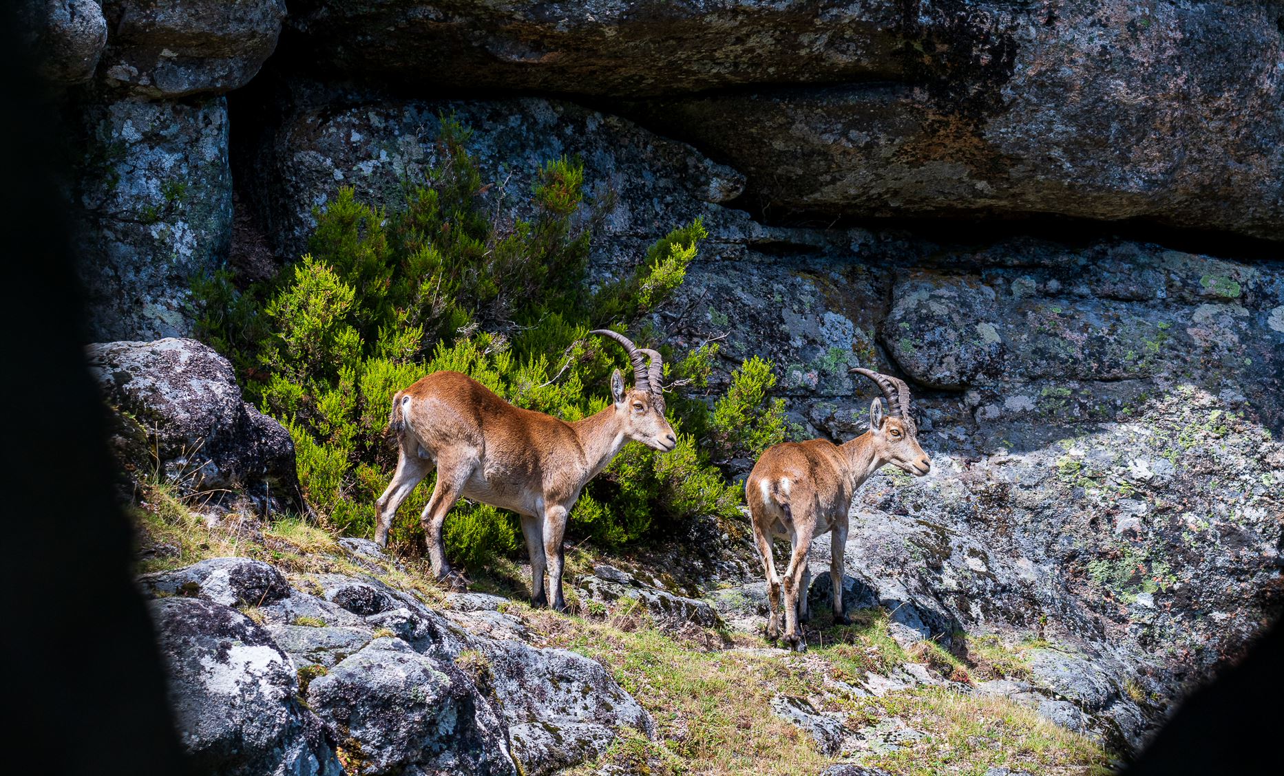 C8BE6E63-98DD-49B7-A3CB-DAA61A1B1078 Cabra-Montês