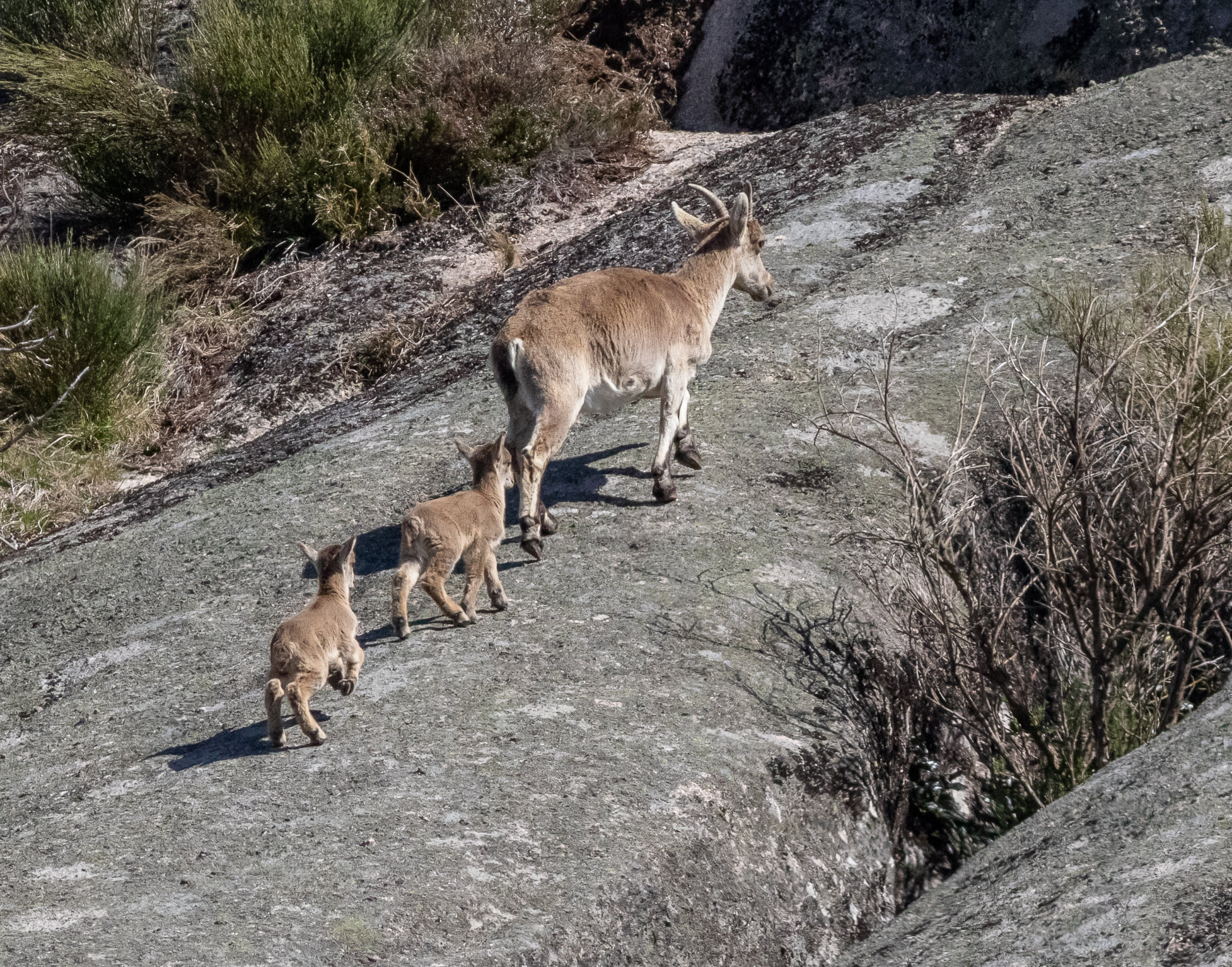 278664781_5221812321202438_2287003282540582869_n Abrigos dos Pastores - Serra de Soajo!