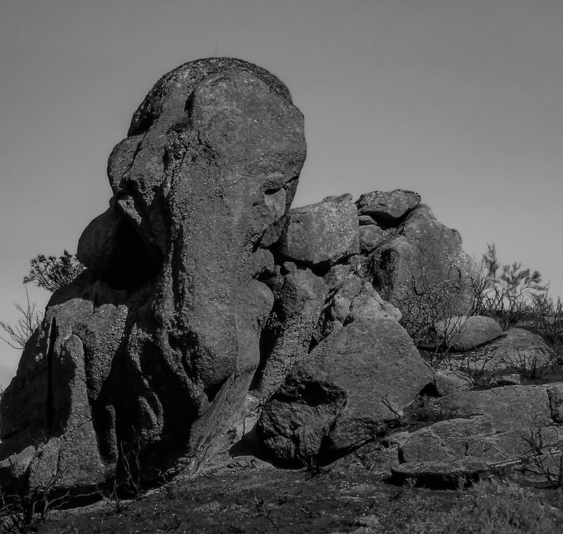 24CDE6E3-6145-4FF5-9B6A-1D93A0E94C1A_1_201_a Cabra-Montês – Capra Pyrenaica