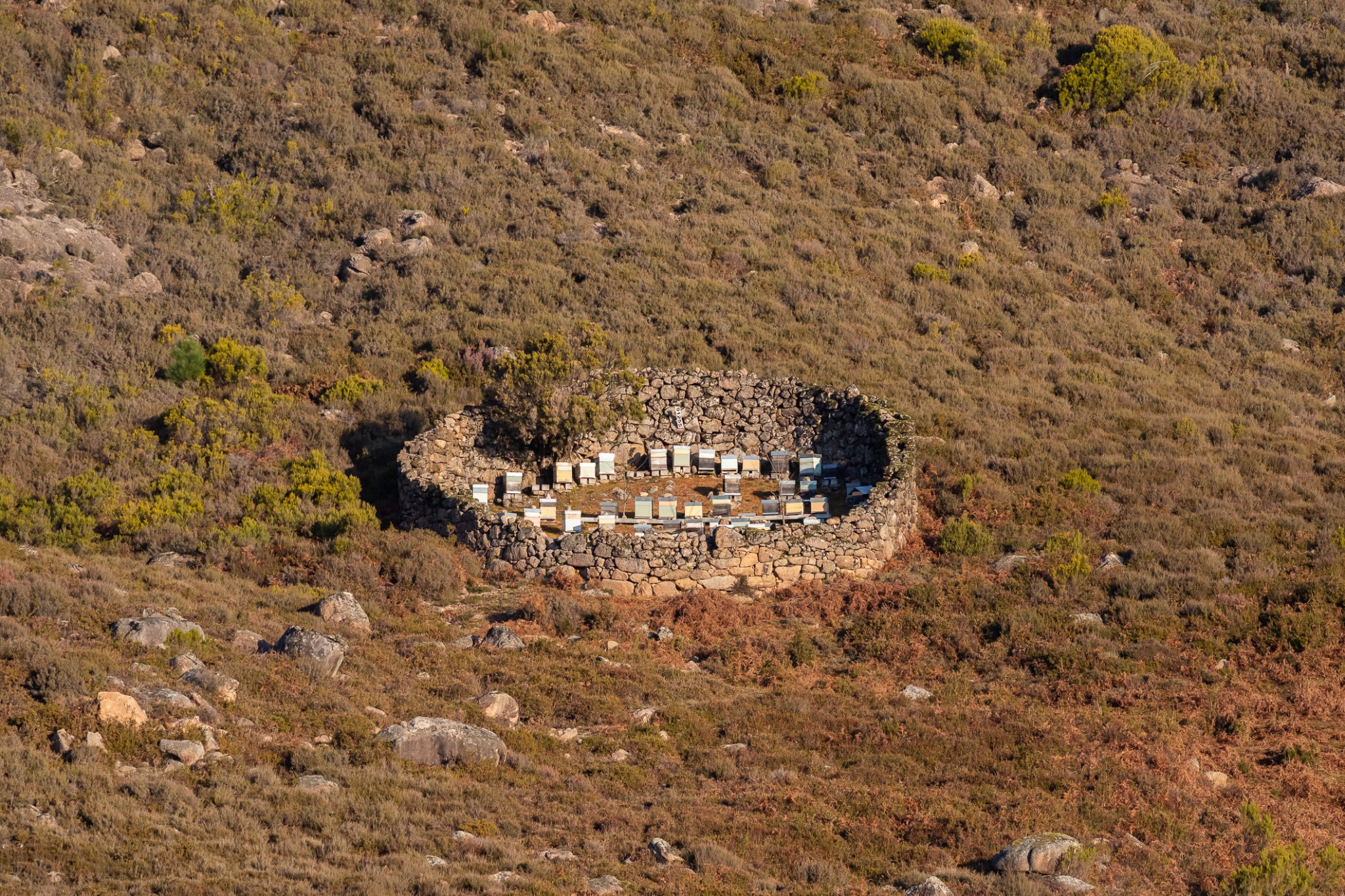 290310716_5442460782470923_4608560829097522385_n Cabra-Montês – Capra Pyrenaica