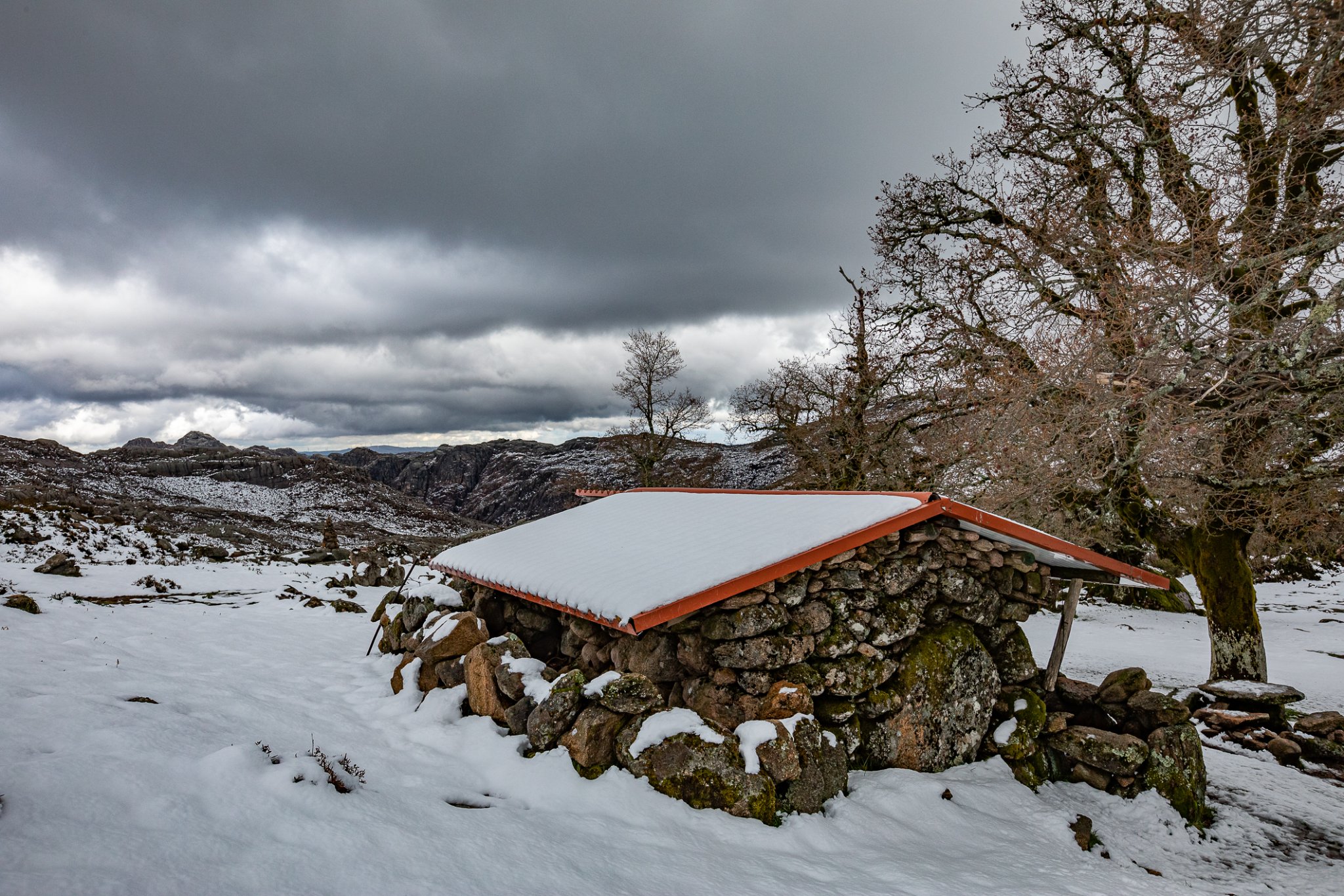 295094866_5499443396772661_1787563523514386752_n Cabra-Montês – Capra Pyrenaica