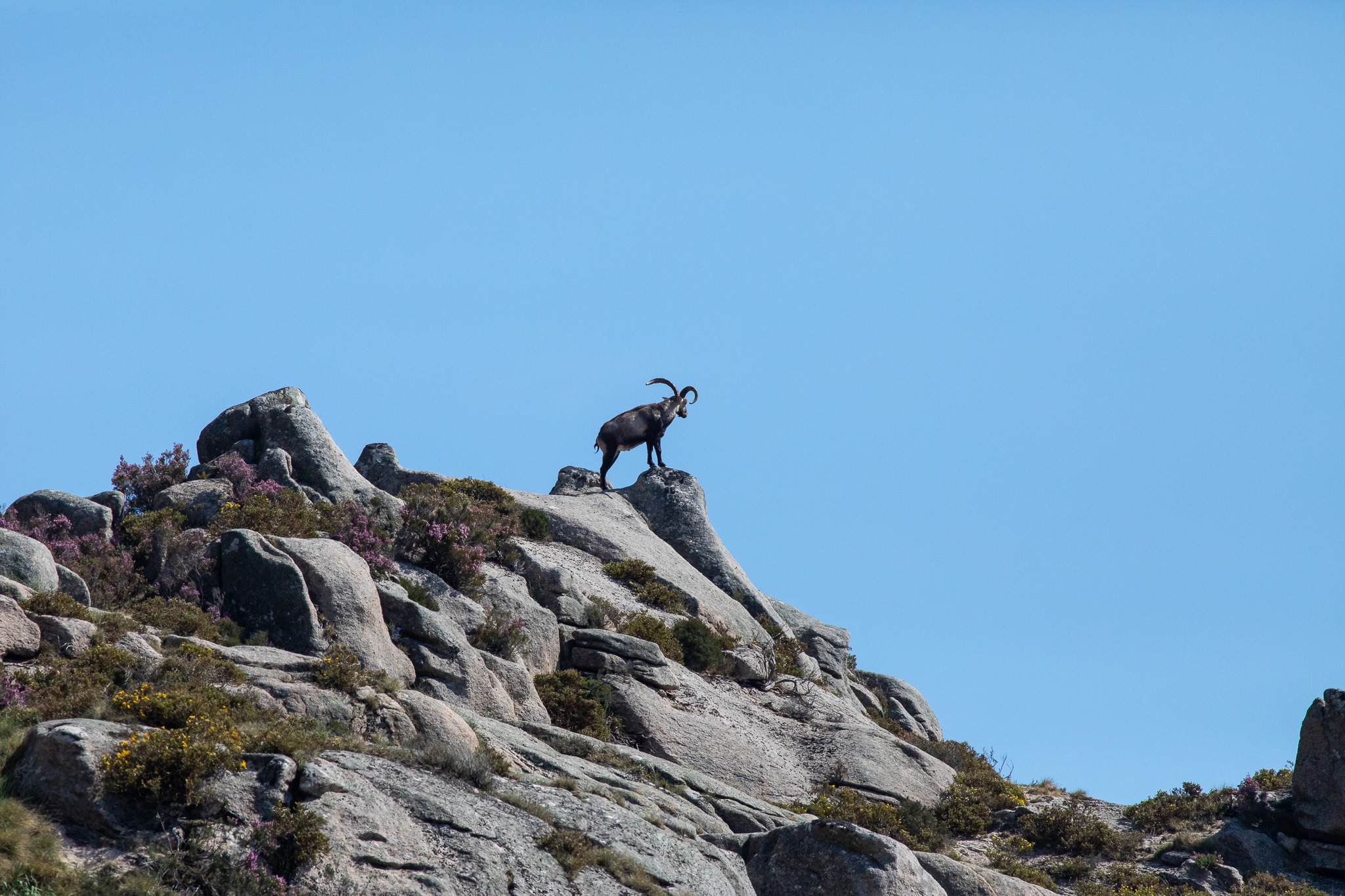 302139602_5610705935646406_3197909206680679982_n Cabra-Montês – Capra Pyrenaica