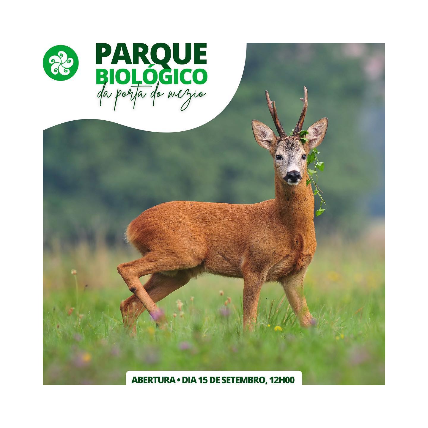 306932195_511557514306412_666680308578734745_n Cabra-Montês – Capra Pyrenaica