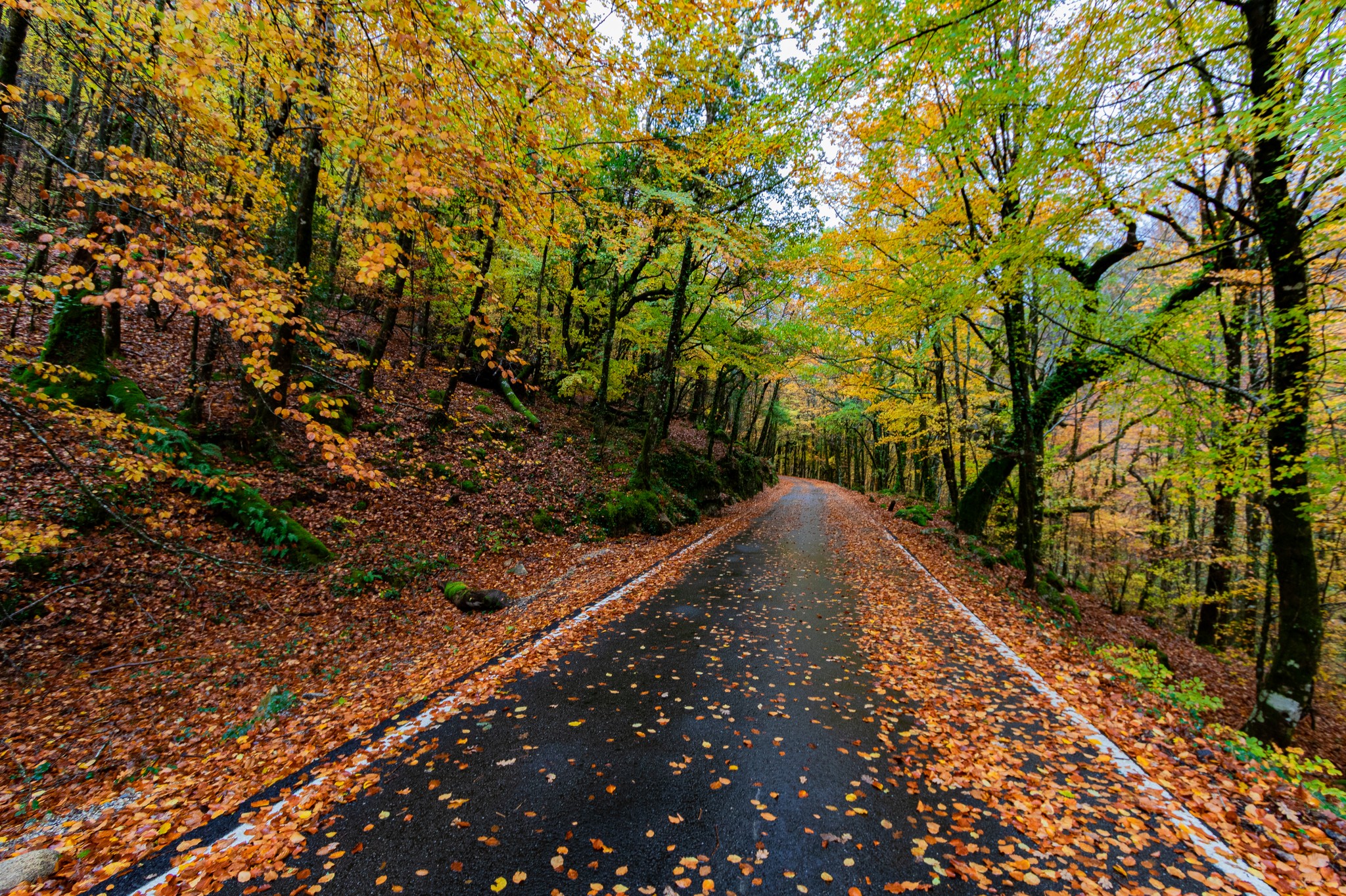 311867114_5449671618478899_4819926801924721146_n Cabra-Montês – Capra Pyrenaica