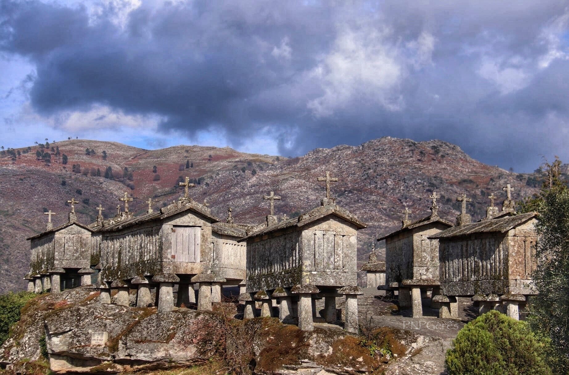 97583108_3055201391206199_1848700408352997376_n Cabra-Montês – Capra Pyrenaica