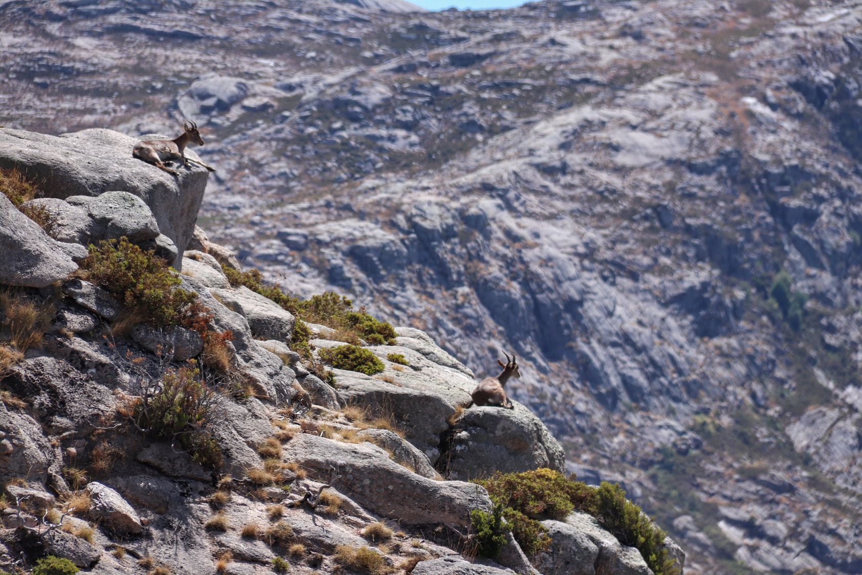 IMG_1858-01 Cabra-Montês – Capra Pyrenaica