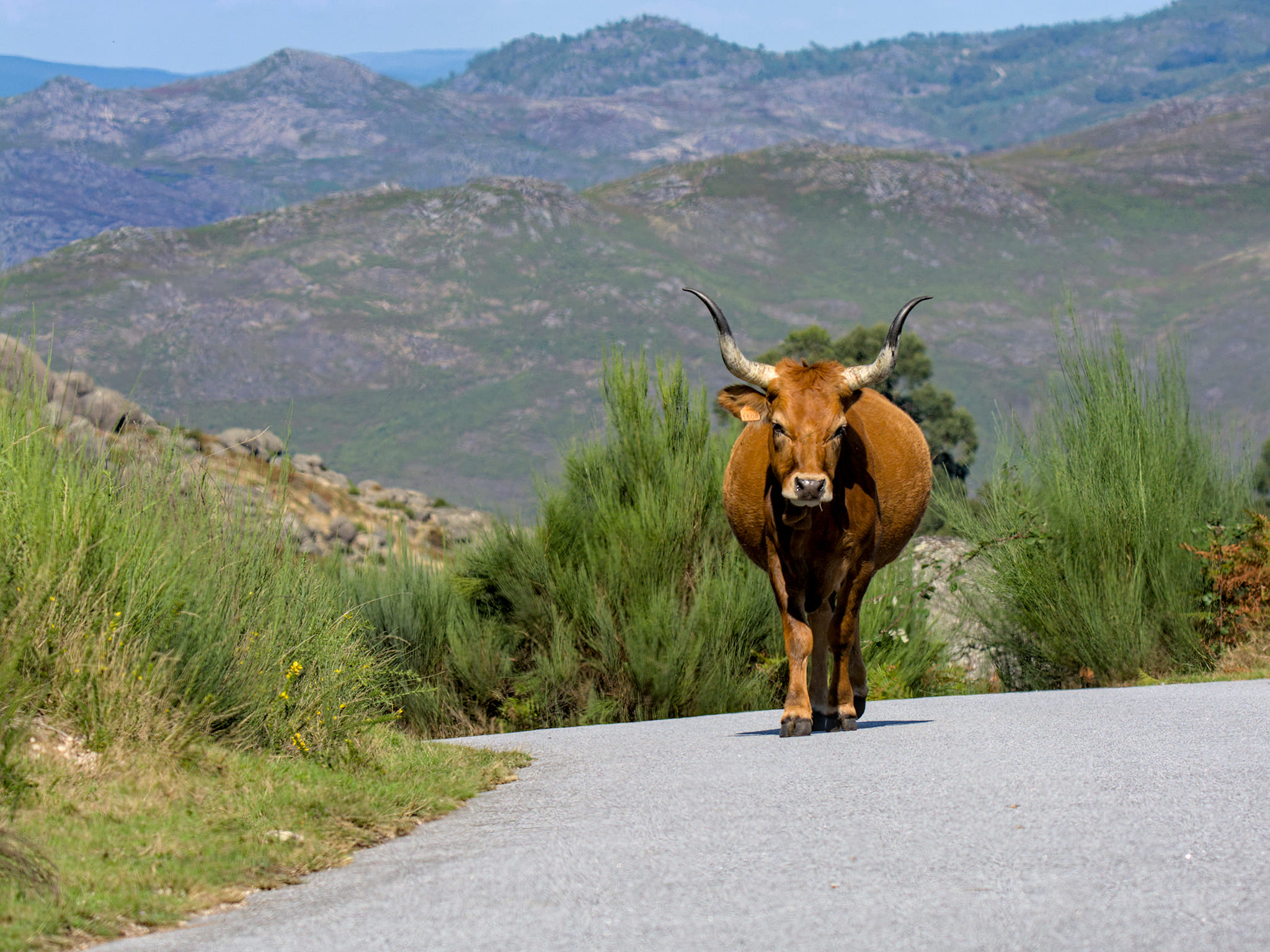 338420110_741339007617269_8173857606723008181_n Cabra-Montês – Capra Pyrenaica