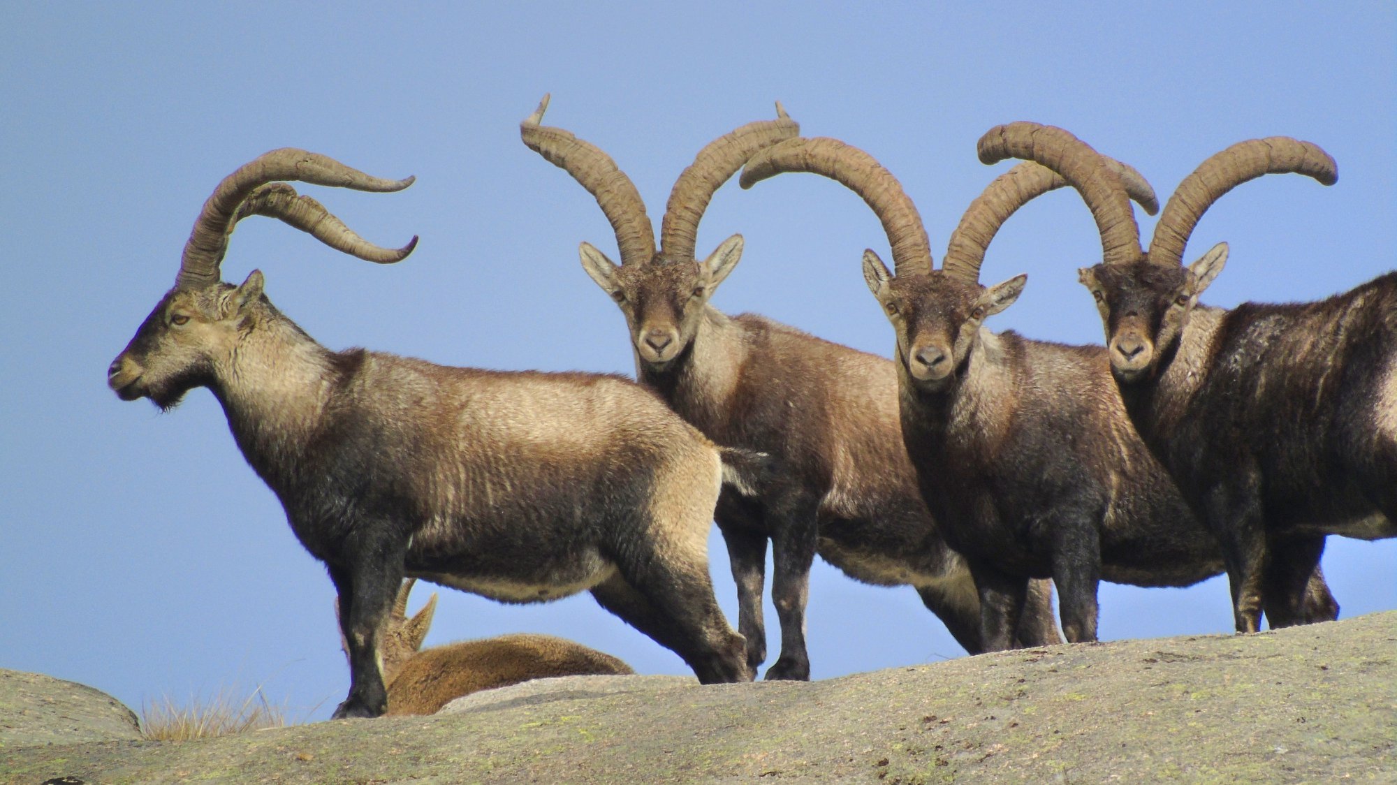 85253410_206197773763563_7637975938612854784_n Garranos no Parque Nacional