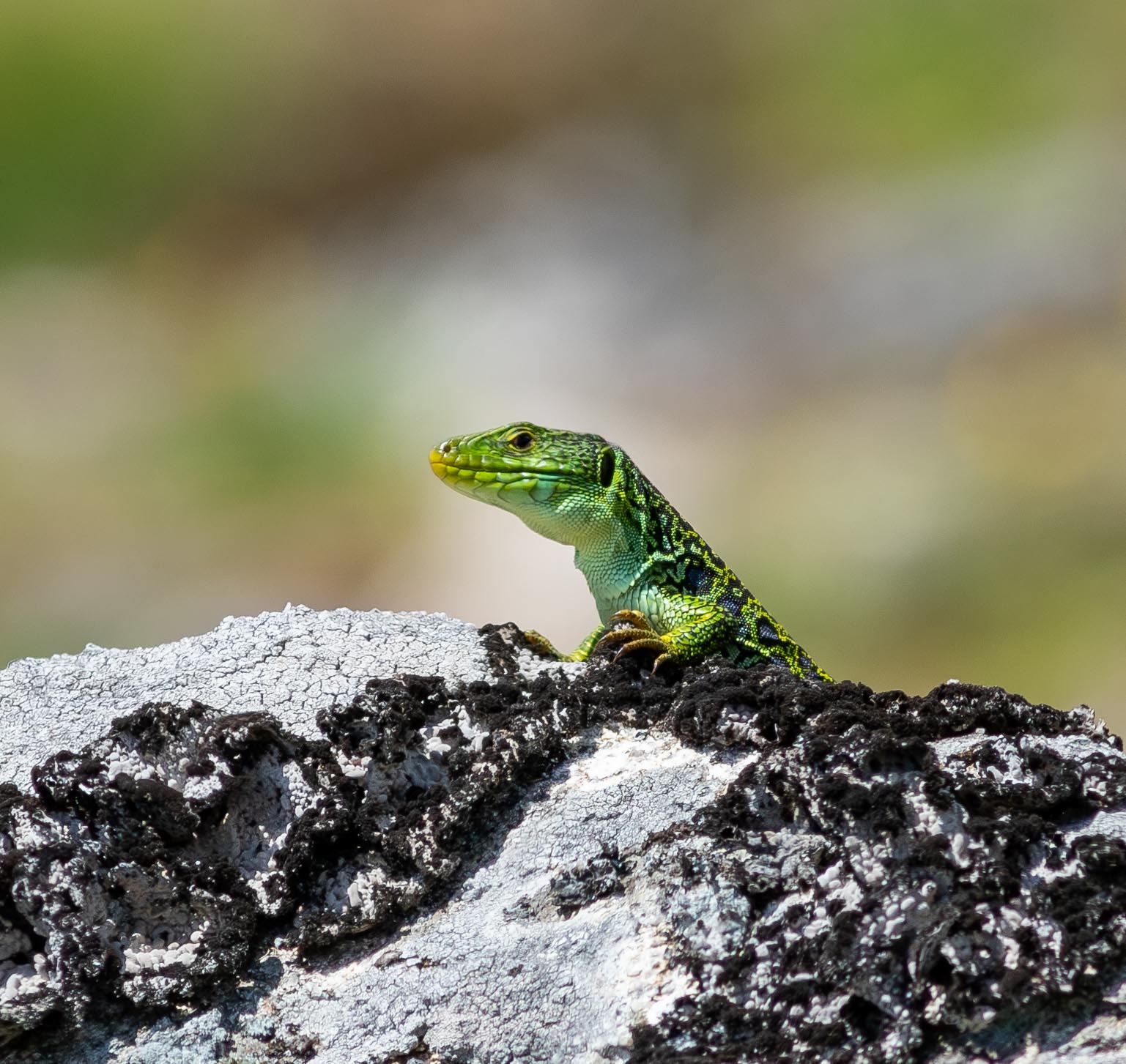 354447146_6512543725462618_8757880866453910596_n Cabra-Montês – Capra Pyrenaica