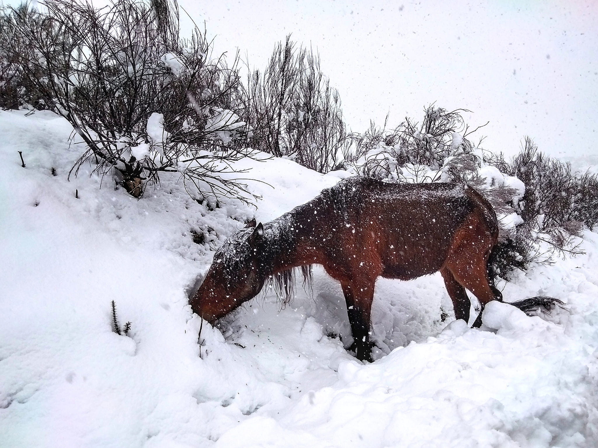 431619480_122141452514088501_2452167940269367059_n Garranos no Parque Nacional