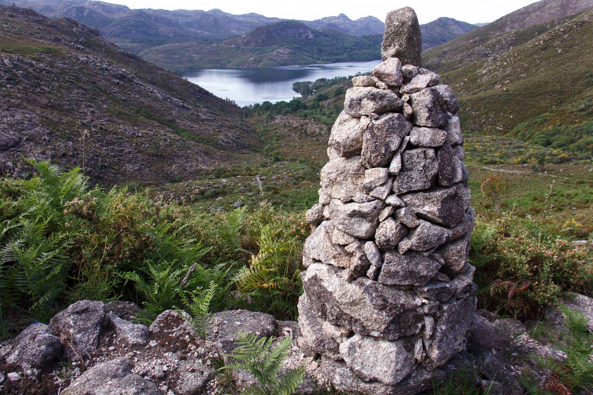 18588703_1435894856470202_1850194028719193702_o Cabra-Montês – Capra Pyrenaica