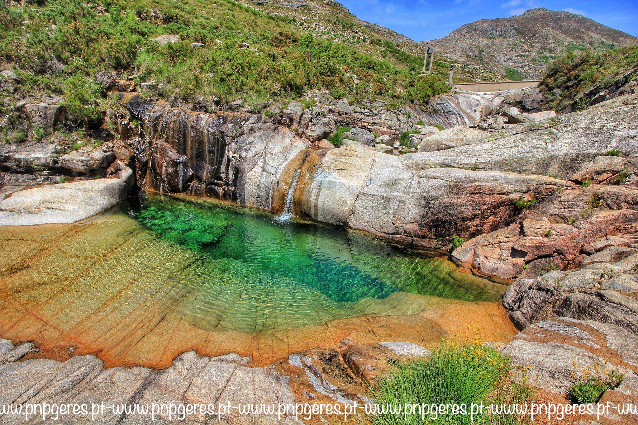 Pocos-Verdes-X Cabra-Montês – Capra Pyrenaica