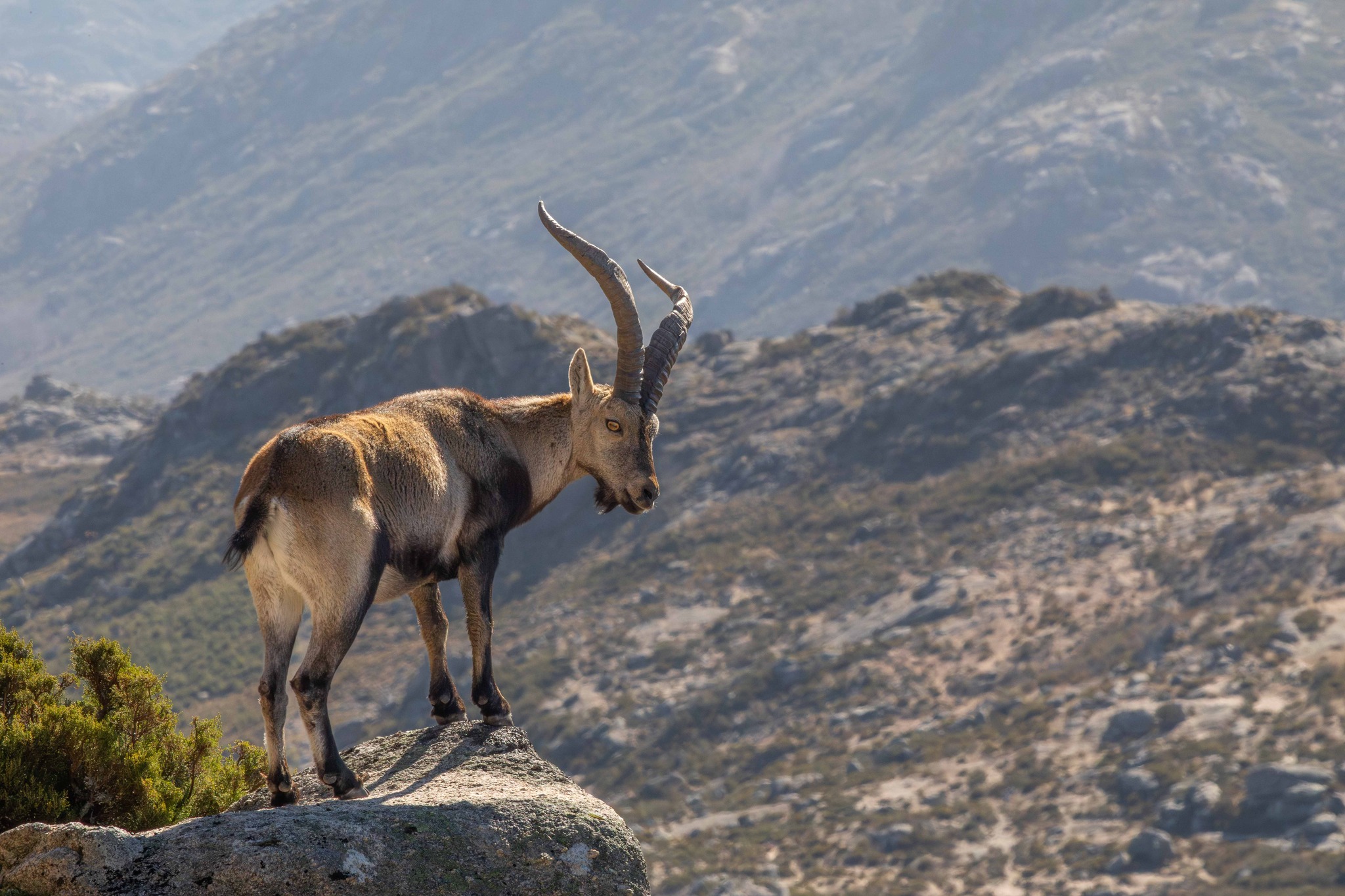 426292794_7363752793675036_1554660657817994020_n Cabra-Montês – Capra Pyrenaica