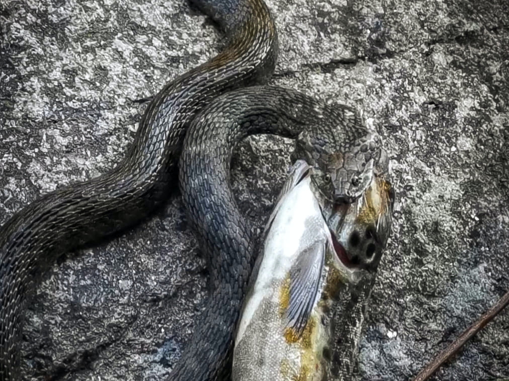 Cobra-Peixe Garranos no Parque Nacional