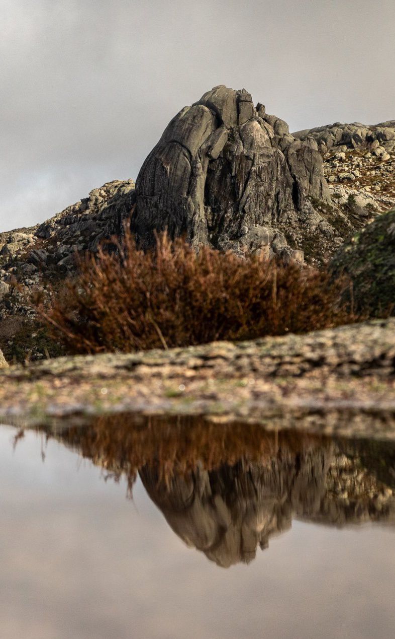 477013912_9415935515123410_5424874731790786231_n Cabra-Montês – Capra Pyrenaica