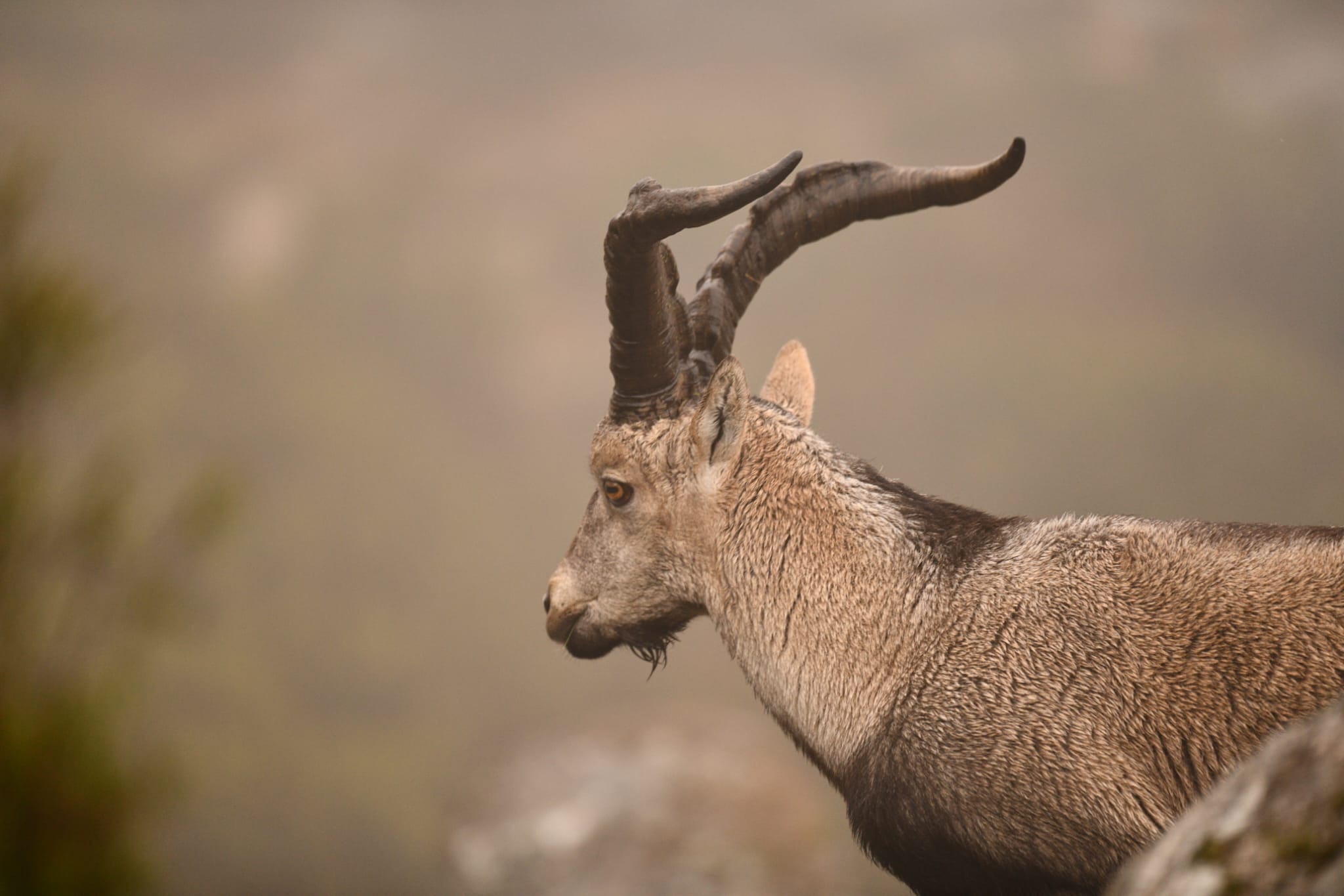 IMG-20250221-WA0005-1 Garranos no Parque Nacional