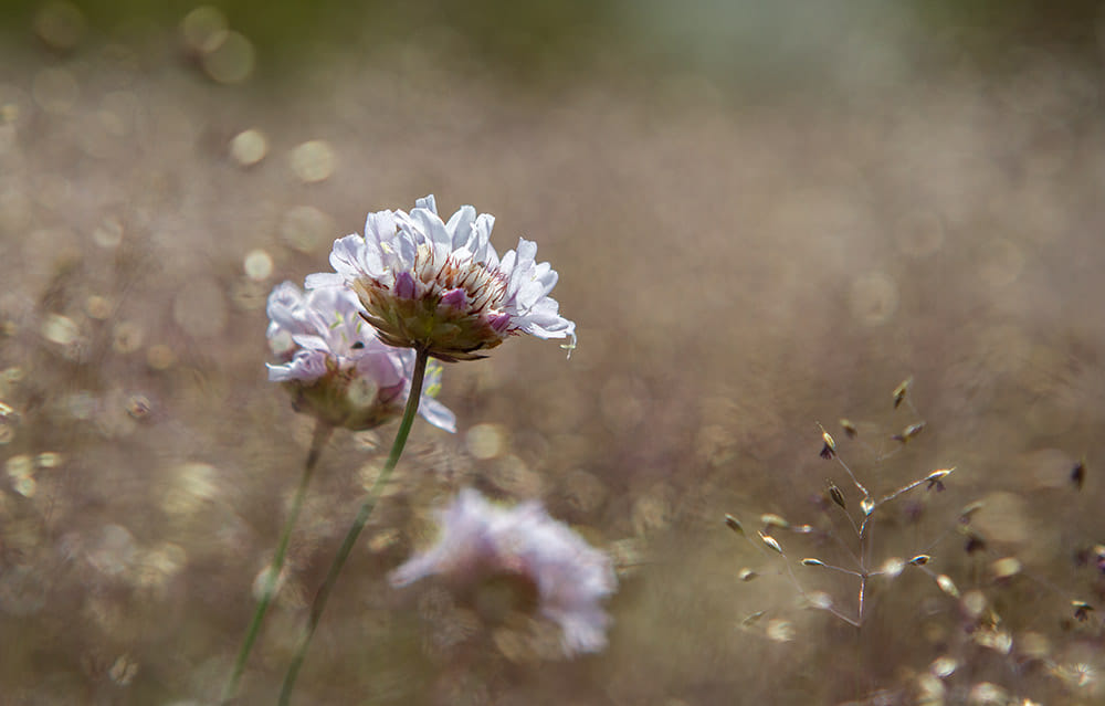 194656663_4438360152843449_7655354610640151633_n Garranos no Parque Nacional