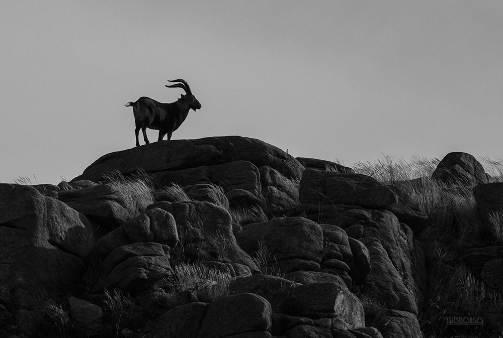 14902976_1388212397858255_6715134494757913465_o Soajo – Paraiso Natural – Gigantes!