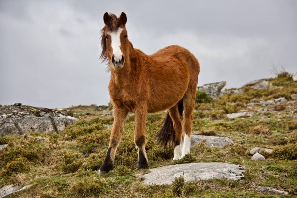 18238453_1415085865217768_5091883354004262102_o-e1547395440324 Garranos na Serra Amarela - Recordações