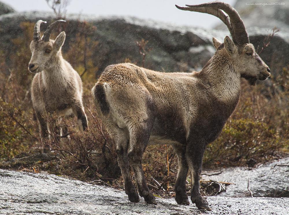 30052276_1968187056527450_8976908946672711778_o Cabra-Montês – Capra Pyrenaica