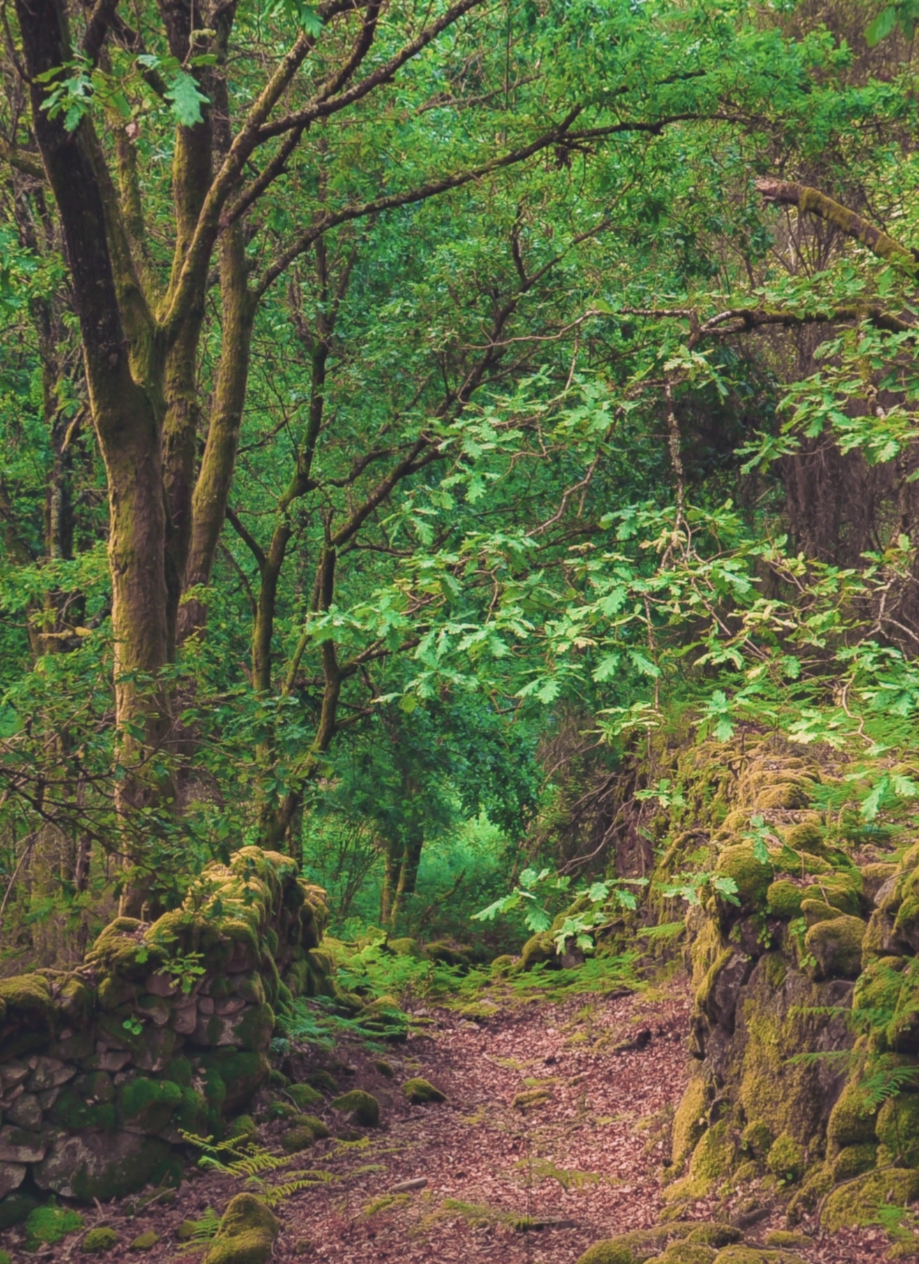 520433518_1189078419913228_3172034560604380308_n Garranos no Parque Nacional