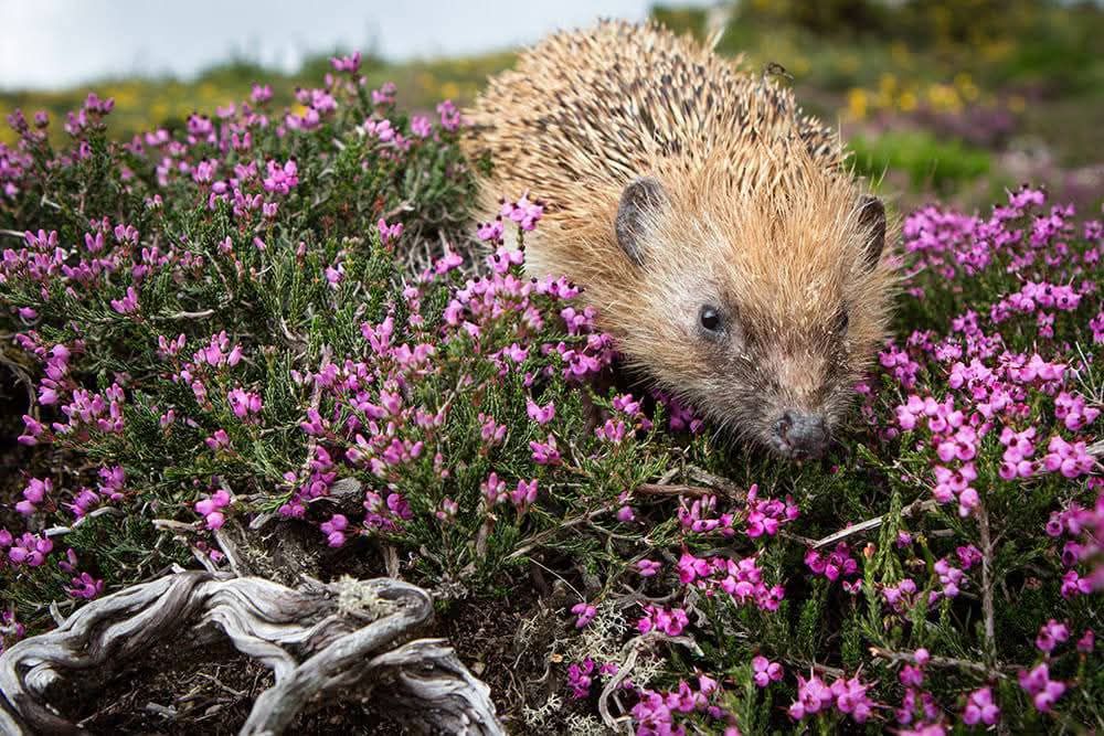 526625901_24712035045049328_2345830577770824605_n Pé de Cabril e um mar de nuvens