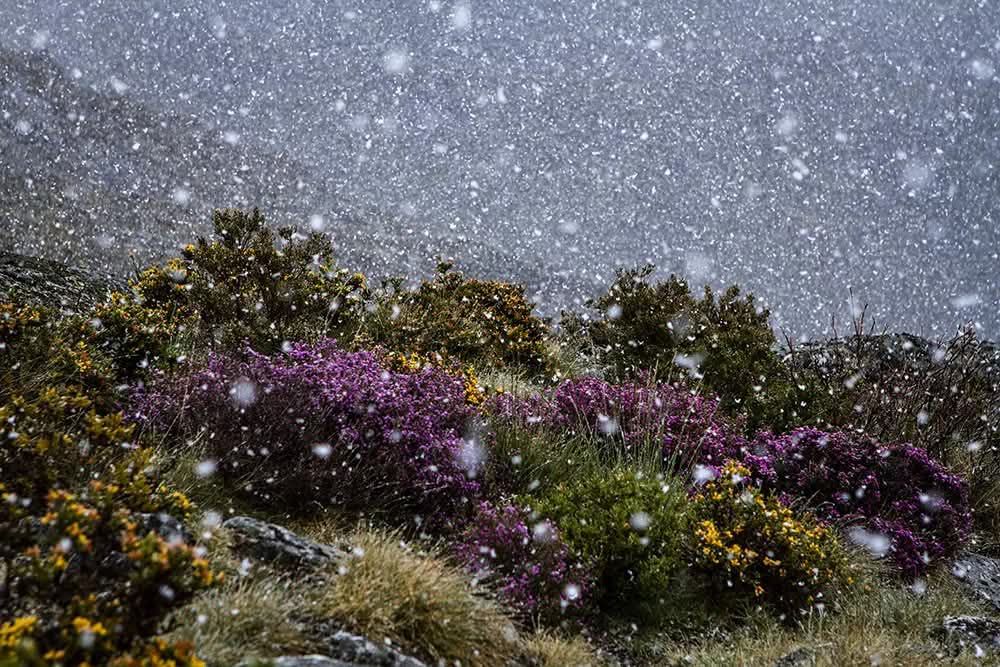 526820738_24710303241889175_5227786794339277666_n Era uma vez a Serra Amarela, PNPG...