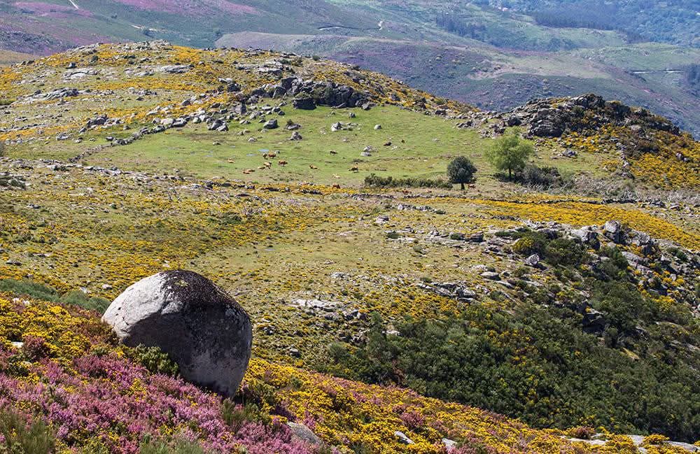 526853074_24720273167558849_6432615934838775576_n Era uma vez a Serra Amarela, PNPG...