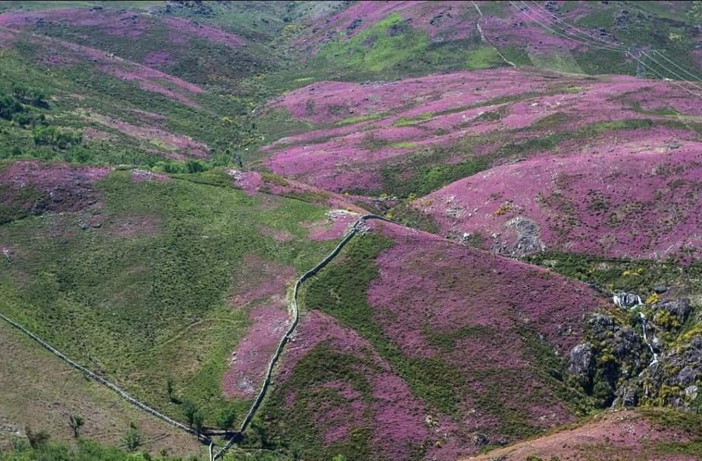 527001950_24718769907709175_6001514497194042977_n-1024x673 Cabra Montês