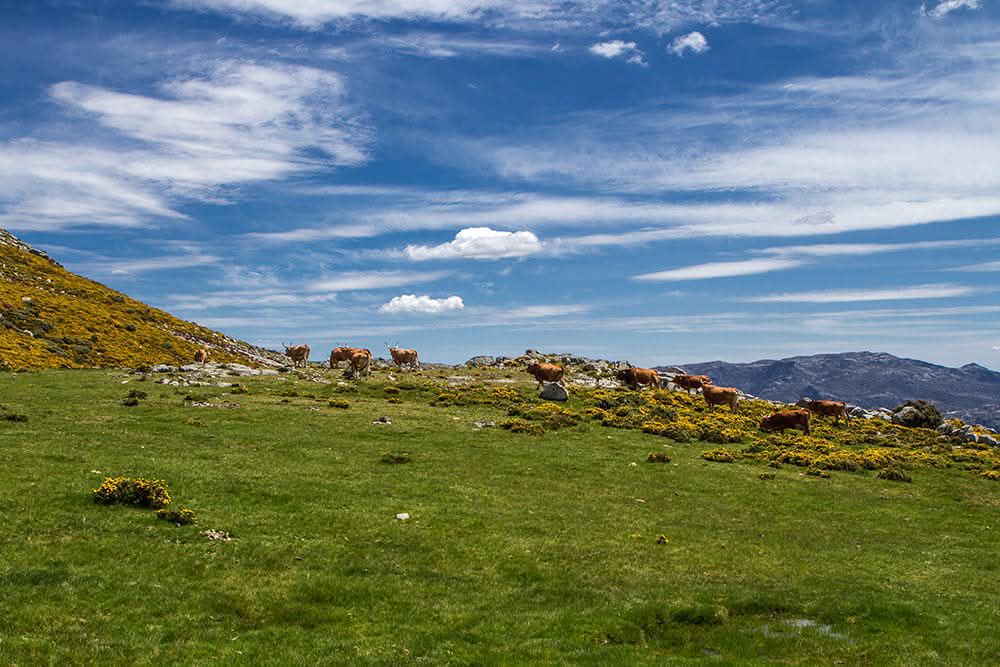 527234760_24711635805089252_9057783555296835577_n Era uma vez a Serra Amarela, PNPG...