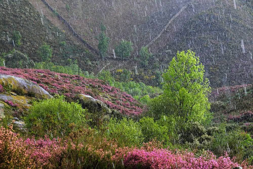 527608902_24717177897868376_1933659909817966803_n Era uma vez a Serra Amarela, PNPG...