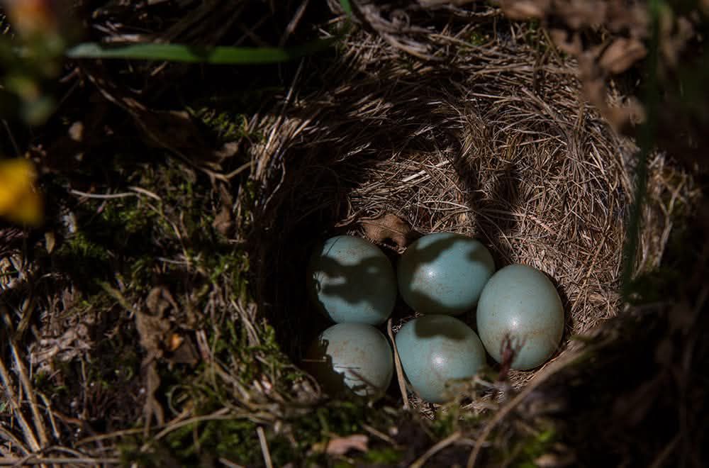 527686889_24726303050289194_2803271202832484879_n Era uma vez a Serra Amarela, PNPG...