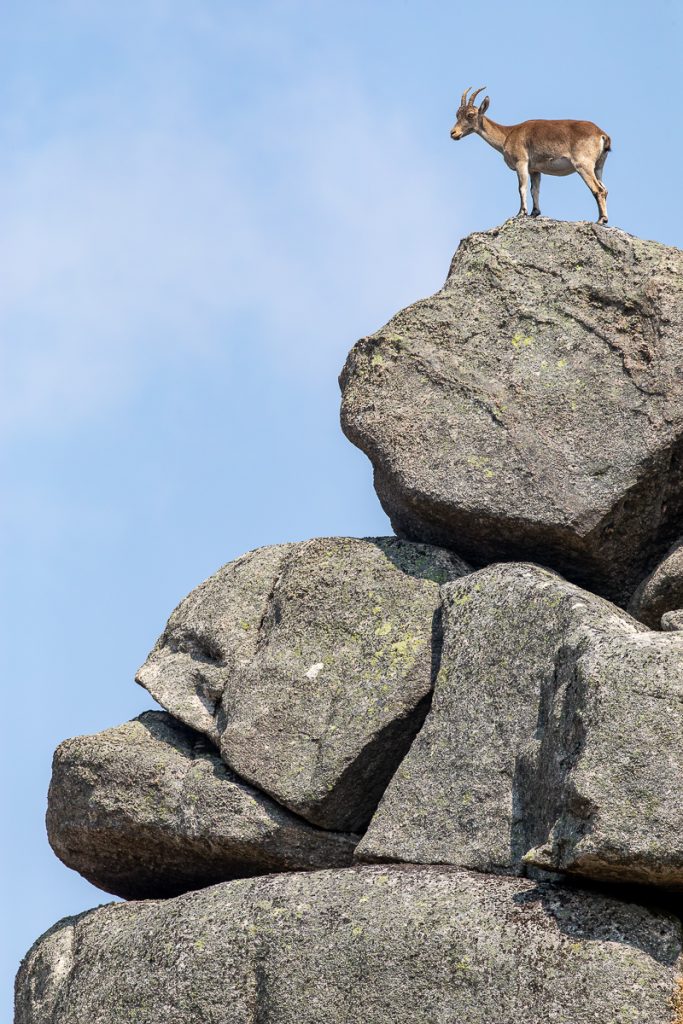 538166805_24560326293591085_6910856946289322862_n-683x1024 Cabra Montês