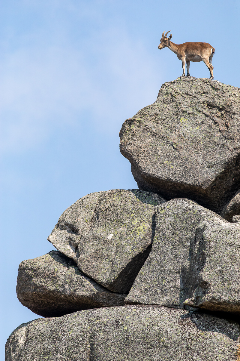 538166805_24560326293591085_6910856946289322862_n Cabra-Montês – Capra Pyrenaica