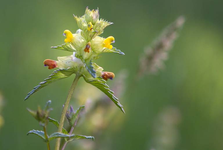 99402038_3355902294422579_8077640131407773696_n Garranos no Parque Nacional